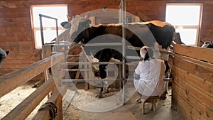 Cow milking process on modern farm.