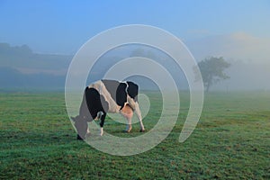 Cow in a misty morning