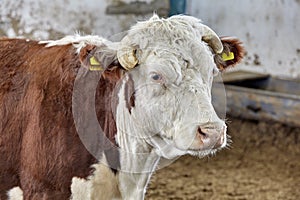 Cow in moden farm