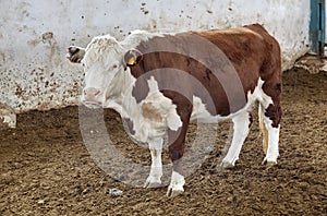 Cow in moden farm