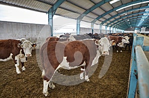 Cow in moden farm photo