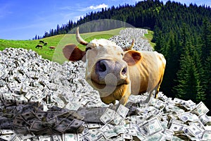 cow is in a money