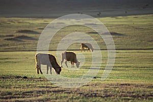 Cow in Mongolia