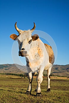 Cow Mongolia Asia