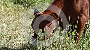 Cow on Mont Ventoux