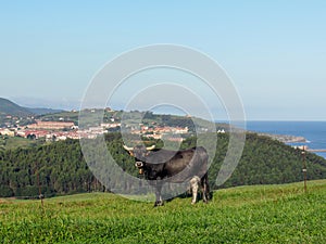 Cow and montanious landscape, , Cantabria, along the coastal Camino de Santiago, Northern St. James Way, Spain