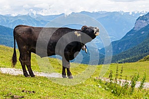 Cow mooing on the Alps