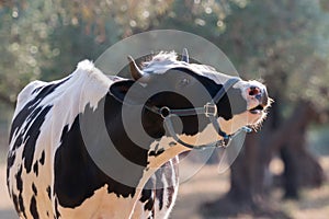 Cow mooing in a farm.