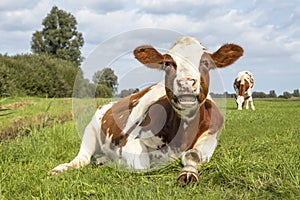 Cow mooing with mouth open, red and white in a pasture lying lazy chewing, stretching a leg with hoof