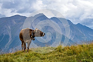 A cow mooing in the Swiss Alps, with a beautiful mountain view i