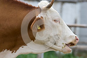 Cow moos photo