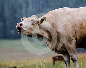 Cow moos in the rain.