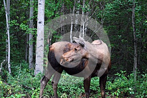 Cow Moose in Alaska