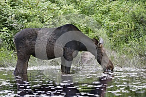 A Cow Moose Alces alces grazing in Algonquin Park, Canada in spring