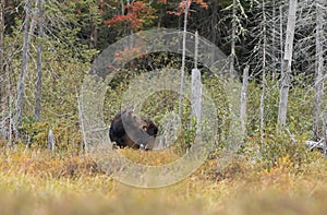 Cow Moose Alces alces looking over her shoulder