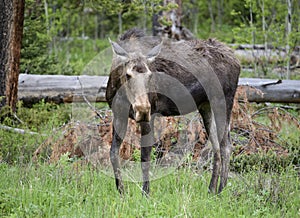 Cow moose along the Beartooth Highway