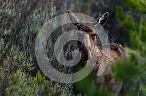 A Cow Moose Blocking a Nature Trail