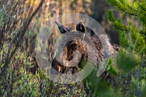 A Cow Moose Blocking a Nature Trail