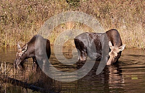 Cow moose and calf