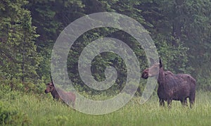 Cow moose and calf in Algonquin Park