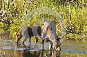 Cow Moose and calf feeding