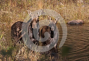 Cow moose and calf feeding in a pond in in Algonquin Park