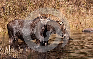 Cow moose and calf feeding in a pond in in Algonquin Park