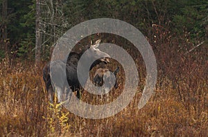 Cow Moose and calf grazing in a meadow in Algonquin Park