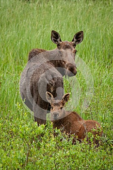 Cow moose and calf in a meadow