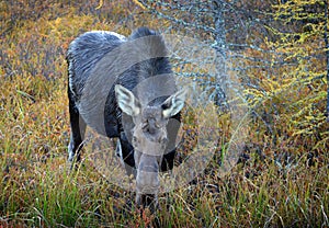 Una vaca alce norteamericano en 