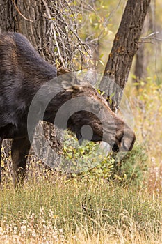 Cow Moose Close up in Fall