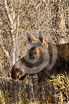 Cow Moose Close Up in Fall