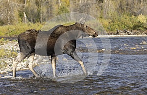 Cow Moose Crossing a River in Autumn in Wyoming