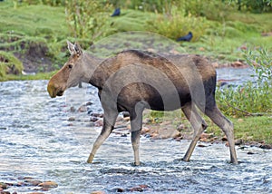 Cow Moose crossing a stream in the Colorado Rocky Mountains
