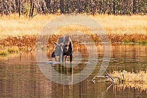 Cow Moose Drooling in a Lake