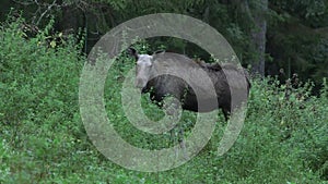 Cow moose eating in a forest meadow and looking into camera