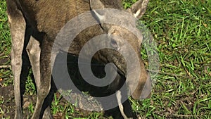 Cow moose eating leaves from a bush branches on the ground