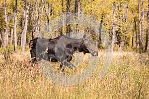 Cow Moose in Fall