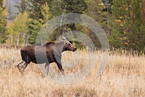 Cow Moose in Fall