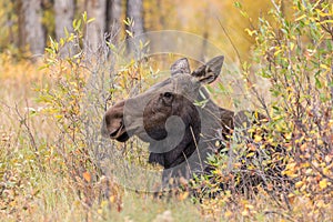 Cow Moose in Fall