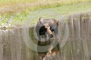 Cow Moose feeding