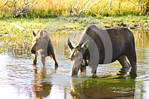 Cow moose feeding in a pond