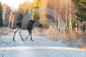 Cow moose on a forest road
