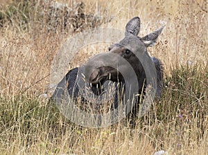 COW MOOSE IN GRASS AND SAGEBRUSH MEADOW STOCK IMAGE