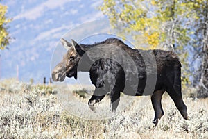 COW MOOSE IN GRASS AND SAGEBRUSH MEADOW STOCK IMAGE