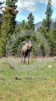 Cow Moose In A Grassy Meadow