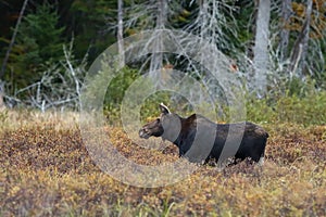 Cow Moose grazing in a meadow in Algonquin Park