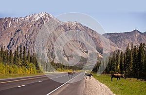 Cow Moose leads Two Calves Across Road Near Denali Alaska