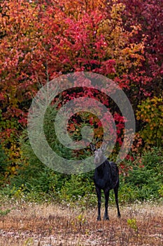 Cow Moose and Maine Fall Colors