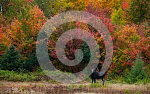 Cow Moose and Maine Fall Colors